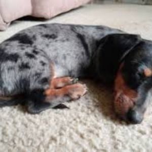 Meet your Posher, Peter